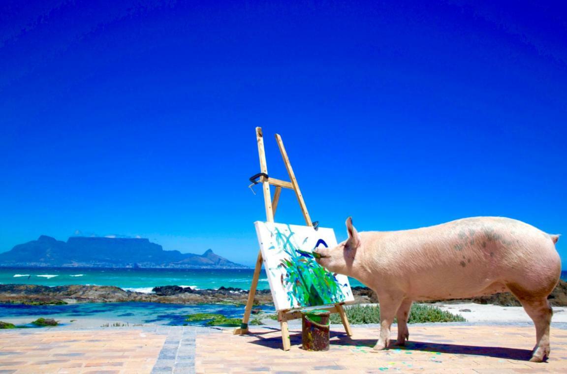 Hotel Inspiring Farm Sanctuary And Famous Painting Pig Franschhoek Exteriér fotografie